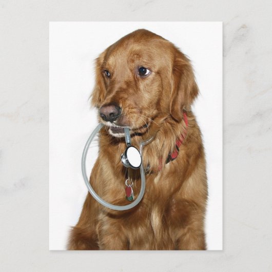 Carte Postale Obtenez bien golden retriever (Devant)