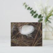 Carte postale OBX aux champignons blancs (Debout devant)