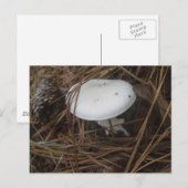Carte postale OBX aux champignons blancs (Devant / Derrière)