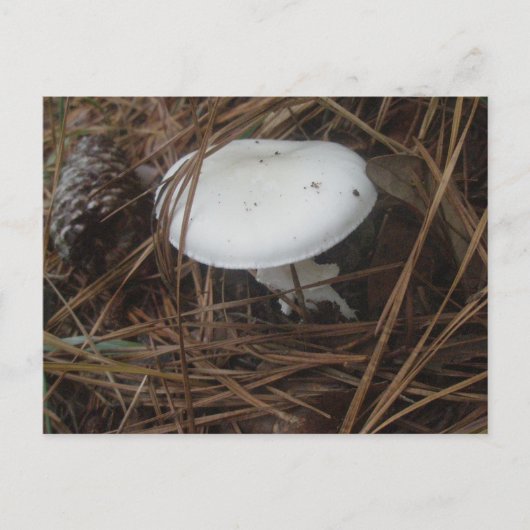 Carte postale OBX aux champignons blancs (Devant)
