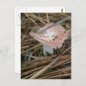 Carte postale OBX aux champignons roses (Devant / Derrière)