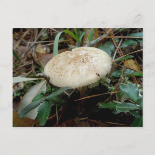 Carte postale OBX Brown White Musroom (Devant)