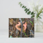 Carte postale OBX du champignon Stinkhorn Colonne (Debout devant)