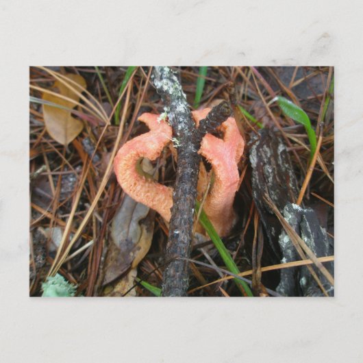 Carte postale OBX du champignon Stinkhorn Colonne (Devant)