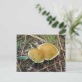 Carte postale OBX Gold Creme Pair (Debout devant)