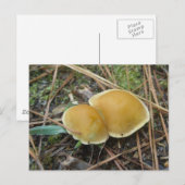 Carte postale OBX Gold Creme Pair (Devant / Derrière)