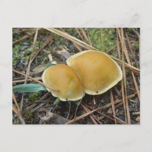 Carte postale OBX Gold Creme Pair (Devant)