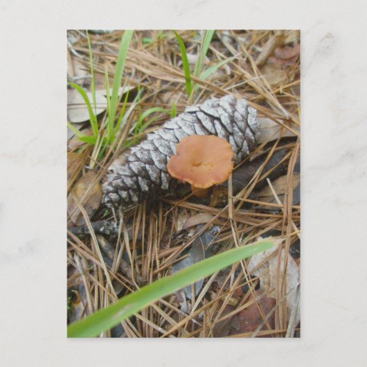 Carte postale OBX pour champignons et pinecone (Devant)