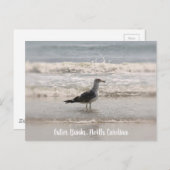 Carte postale OBX pour goélands marins Beachcombin (Devant / Derrière)