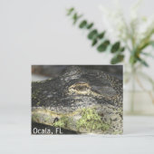Carte postale Ocala Gator (Debout devant)