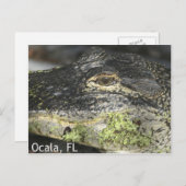 Carte postale Ocala Gator (Devant / Derrière)