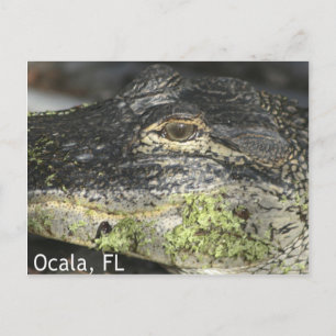 Carte postale Ocala Gator