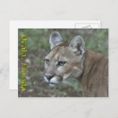 Carte postale Ocala Panther (Devant / Derrière)