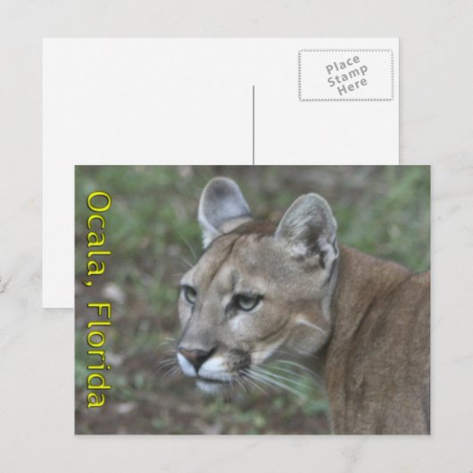 Carte postale Ocala Panther (Devant / Derrière)