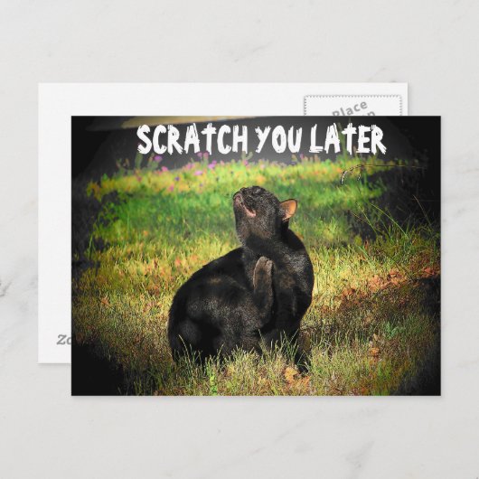 Carte Postale Occupé À Droite Meow ? Écraser plus tard (Devant / Derrière)