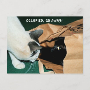 Carte Postale Occupé, Partez ! Chats drôle