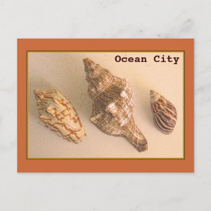 Carte postale Ocean City Shells