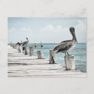 Carte Postale Océan côtier Pélican