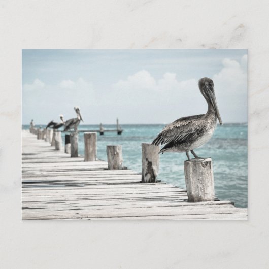 Carte Postale Océan côtier Pélican (Devant)