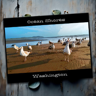 Carte Postale Ocean Shores WA Seagulls Begfor Fries Beach