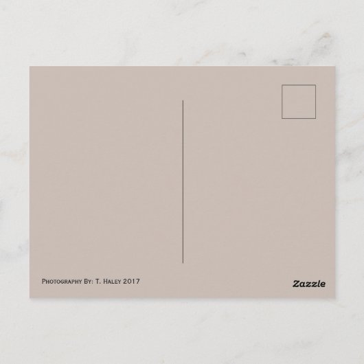 Carte Postale Ocean Shores, Washington Postcard (Dos)