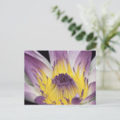 Carte Postale Océanie, Fidji, Purple Panama Pacifica Nymphea (Debout devant)