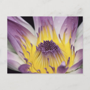 Carte Postale Océanie, Fidji, Purple Panama Pacifica Nymphea