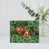 Carte Postale Ocellaris Clowfish (Debout devant)