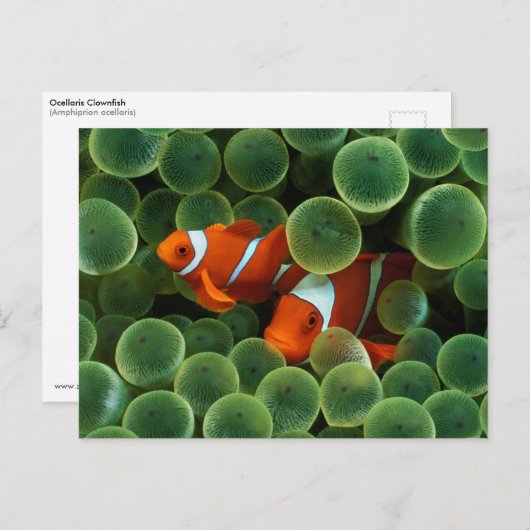 Carte Postale Ocellaris Clowfish (Devant / Derrière)