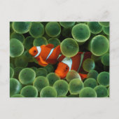 Carte Postale Ocellaris Clowfish (Devant)