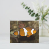 Carte Postale Ocellaris Clowfish (Debout devant)
