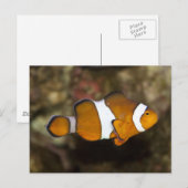Carte Postale Ocellaris Clowfish (Devant / Derrière)