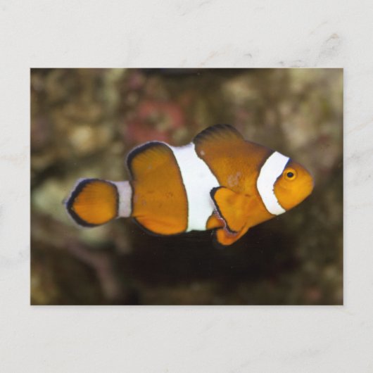 Carte Postale Ocellaris Clowfish (Devant)