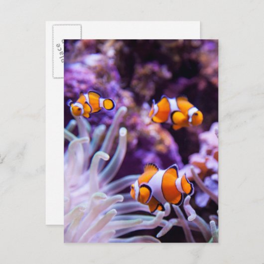 Carte Postale Ocellaris clownfish | Amphiprion ocellaris (Devant / Derrière)