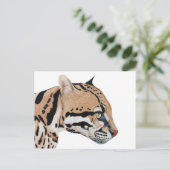 Carte Postale Ocelot (Debout devant)