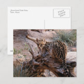 Carte postale : Ocelot (Devant / Derrière)