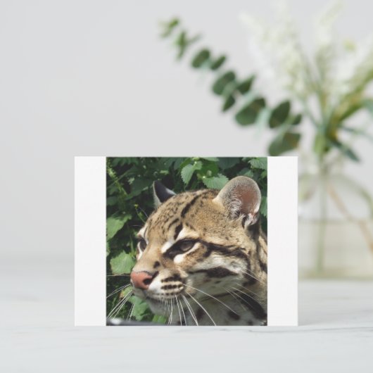 Carte Postale Ocelot (Debout devant)