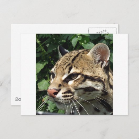 Carte Postale Ocelot (Devant / Derrière)