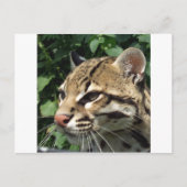 Carte Postale Ocelot (Devant)