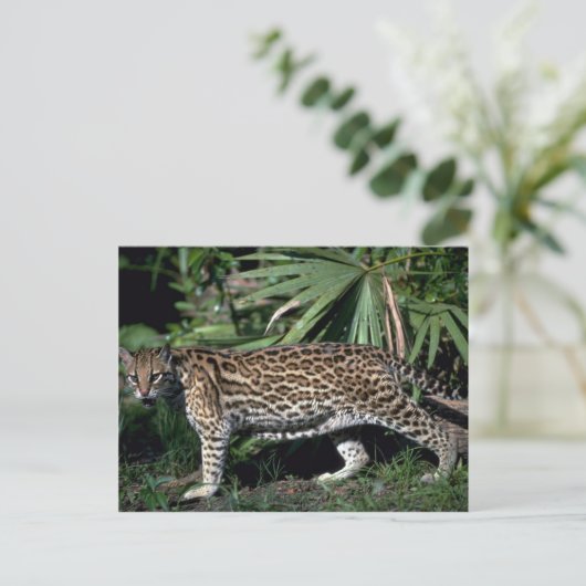 Carte Postale Ocelot (Debout devant)