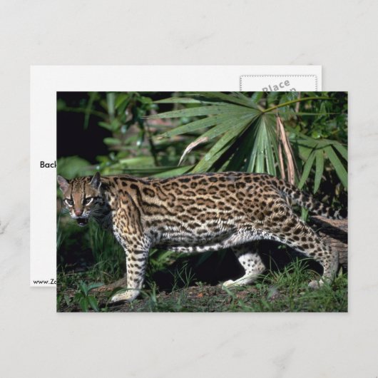 Carte Postale Ocelot (Devant / Derrière)