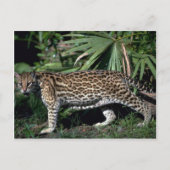 Carte Postale Ocelot (Devant)