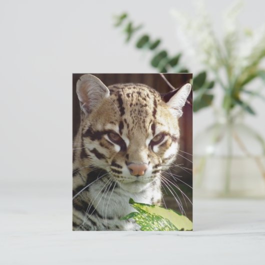 Carte Postale Ocelot (Debout devant)