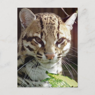 Carte Postale Ocelot