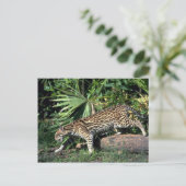 Carte Postale Ocelot (Debout devant)