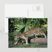 Carte Postale Ocelot (Devant / Derrière)