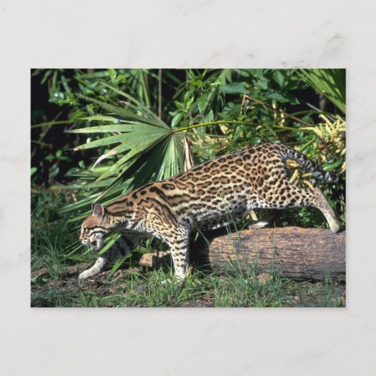 Carte Postale Ocelot (Devant)