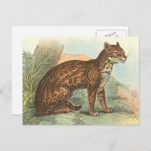 Carte Postale Ocelot (Devant / Derrière)