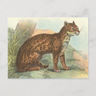Carte Postale Ocelot