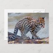 Carte Postale ocelot baby4x6 (Devant / Derrière)
